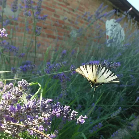 Poderi Sartoris * San Marzano Oliveto